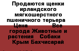 Продаются щенки ирландского мягкошерстного пшеничного терьера › Цена ­ 30 000 - Все города Животные и растения » Собаки   . Крым,Бахчисарай